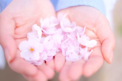 Person holding purple flower in hand