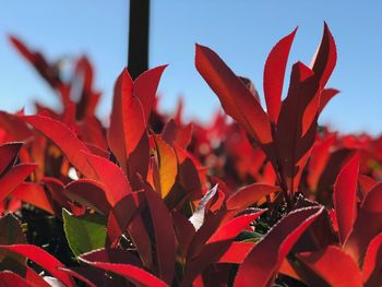 Close-up of red flowers blooming against sky