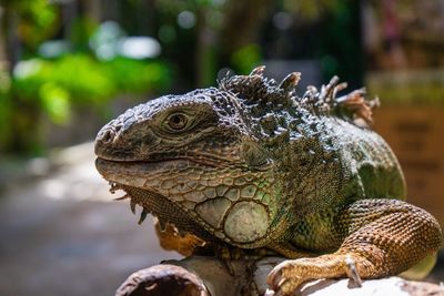 Close-up of a lizard