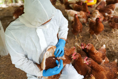 Veterinarians vaccinate against diseases in poultry such as farm chickens, h5n1 h5n6 avian influenza