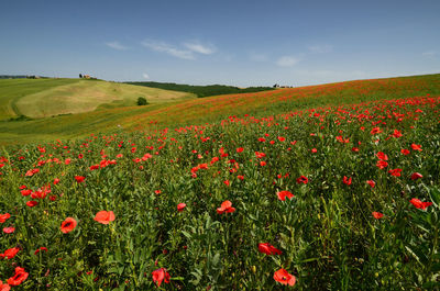 Scenic view of poppy field against sky