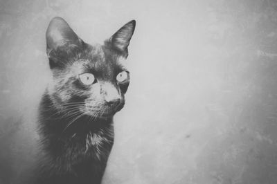 Close-up portrait of a cat