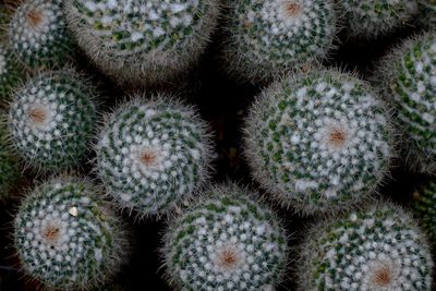 Full frame shot of cactus