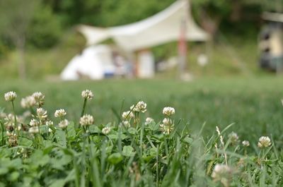 Close-up of white flowering plants on field