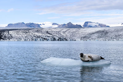 Scenic view of sea against sky at the glacier lagoon in iceland