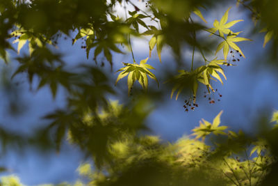 Low angle view of plants against sky