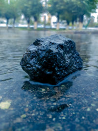 Close-up of rocks on wet rock