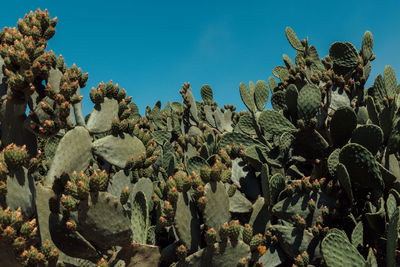 Cactus plants against sky
