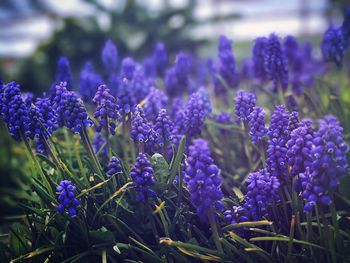 Close-up of lavender flowers