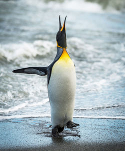 Close up of penguin on beach