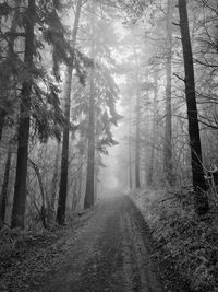 Trees in forest