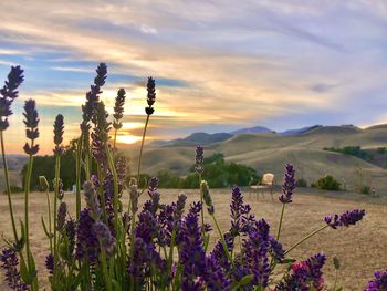 Scenic view of flowering plants on field against sky during sunset