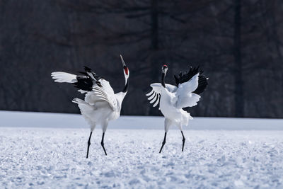 Japanese crane in tsurui village, hokkaido, japan