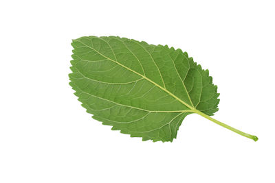 Close-up of leaves on white background