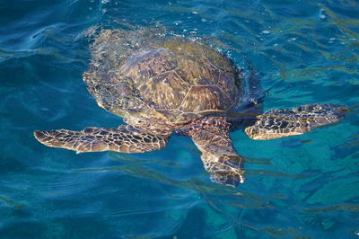 High angle view of turtle in sea