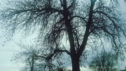 Low angle view of tree against sky