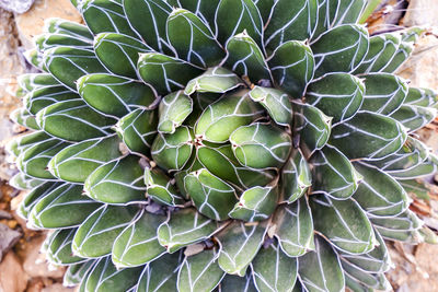Close-up of succulent plant