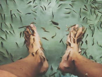 Low section view of fish in water