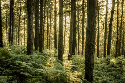 Pine trees in forest