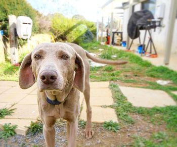 Close-up portrait of dog