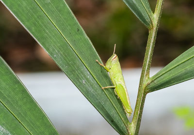 Close-up of insect on leaf