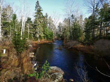 Pond in forest