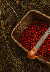 High angle view of fruits in basket on field