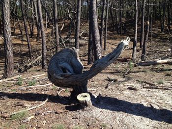 View of lizard on tree trunk in forest