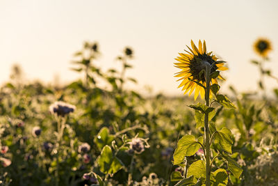 Close-up of sunflower blooming on field