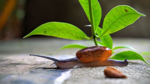 Close-up of snail on leaf