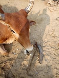 High angle view of a horse drinking water