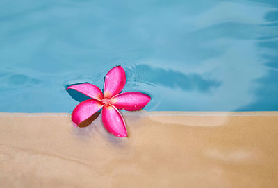 High angle view of pink frangipani in swimming pool