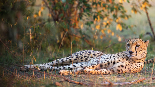 View of a tiger