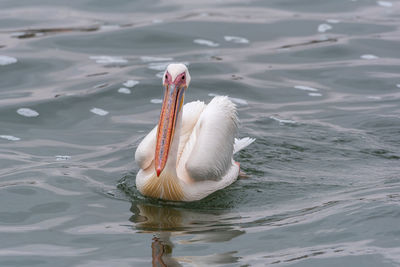 Great white pelican in walvis bay, namibia