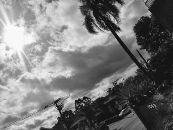 Low angle view of palm trees and plants against sky