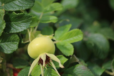 Close-up of fruit growing on plant