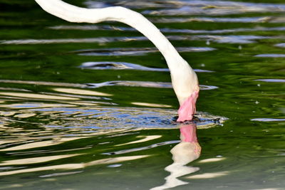 Swan swimming in lake