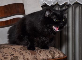 Close-up of black cat sitting at home