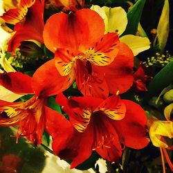 Close-up of day lily blooming outdoors