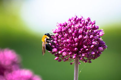 Close-up of bee on purple flower