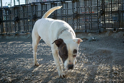 Dog standing in a field