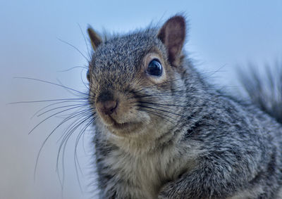 Close-up of an animal