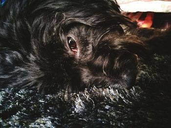 Close-up portrait of dog