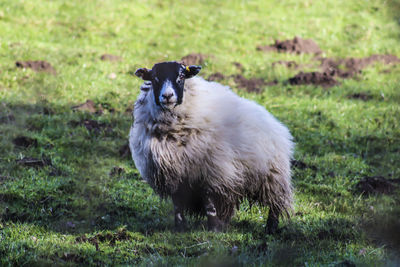 Sheep standing on field