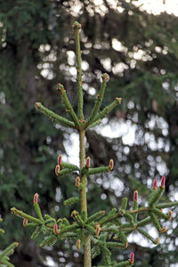 Close-up of flower buds growing on tree