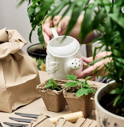 Woman watering plants in a paper cup at home. planting seeds at home