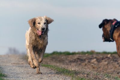 Dog running on field against sky