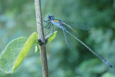 Close-up of damselfly on plant