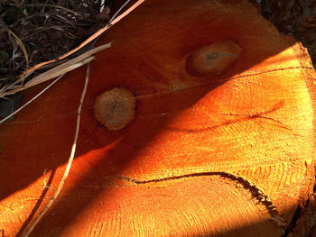 Close-up of tree trunk in forest