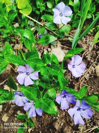 Close-up of purple flowering plants on land